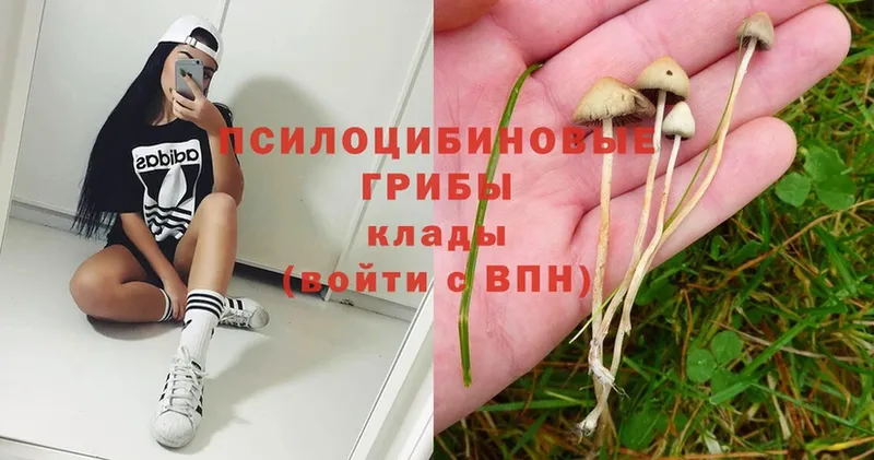 Псилоцибиновые грибы Psilocybe  Дивногорск 